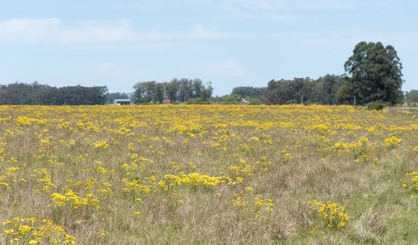 Fazends Område Södra Brasilien Landsbygdslandskapet Pampbiomen Där Spannmål Produceras För — Stockfoto