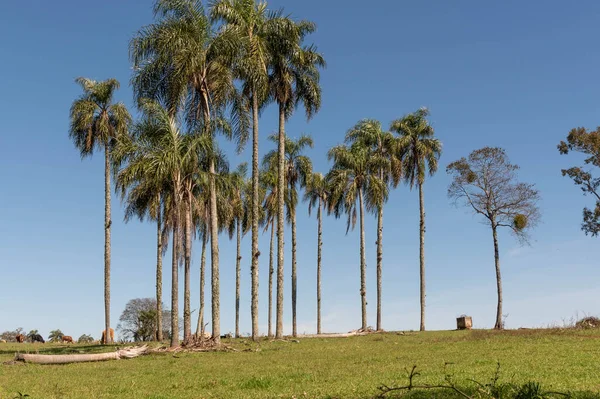 Imagem Caminho Terra Meio Uma Paisagem Rural Cerro Chapado Cidade — Fotografia de Stock