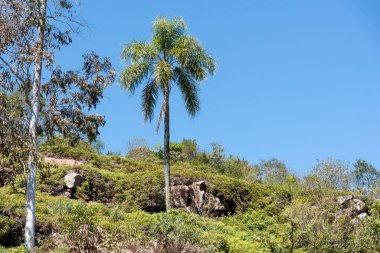 Cerro Chapado bölgesindeki kırsal alan, Jaguari şehrinin iç kesimi, SC, Brezilya. Tepelerin ve engebeli arazilerin olduğu, geçimlik tarımın uygulandığı bir yer.