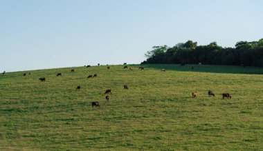 Brezilya 'nın Rio Grande do Sul eyaletindeki tarım ve hayvancılık sahasının manzarası. Çiftlik hayvanları ve soya, buğday, mısır ve pirinç ekimi. Uruguay ve Arjantin sınırında.