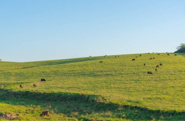 Brezilya 'nın Rio Grande do Sul eyaletindeki tarım ve hayvancılık sahasının manzarası. Çiftlik hayvanları ve soya, buğday, mısır ve pirinç ekimi. Uruguay ve Arjantin sınırında.