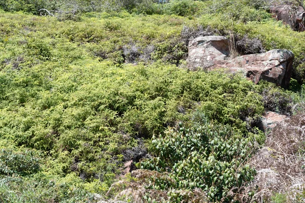 巴西斯普斯卡共和国Jaguari市内地Cerro Chapado地区的农村景观 山地和崎岖的地形 实行自给农业的地方 — 图库照片