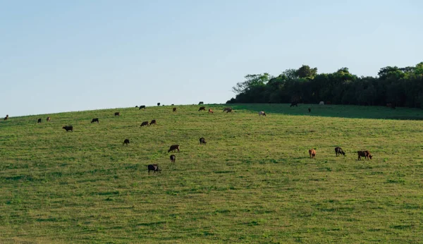 Paisagem Área Agrícola Pecuária Estado Rio Grande Sul Brasil Área — Fotografia de Stock