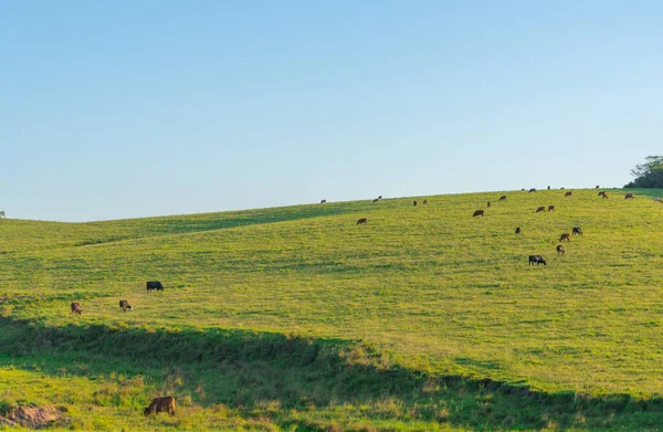 Landscape Agricultural Livestock Area State Rio Grande Sul Brazil Livestock — 스톡 사진