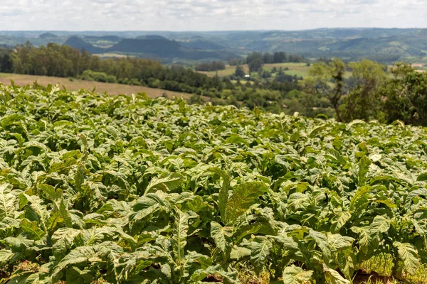 Liten Plantering Bladrök För Användning Inom Cigarettindustrin Subsistenskultur För Små — Stockfoto