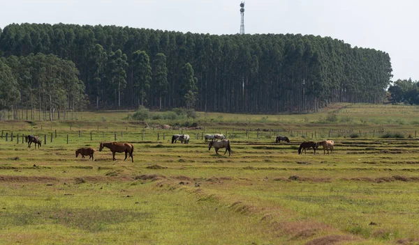 Grupp Hästar Prärien Eftermiddag Gård Brasilien Landsbygd Avelsbesättning Crioulo Rasen — Stockfoto