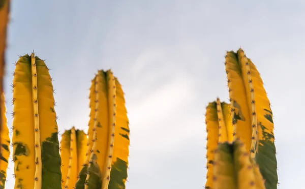 Cereus Hildemannianus Cactus Verde Amarillo Los Grandes Cactus Pueden Alcanzar —  Fotos de Stock