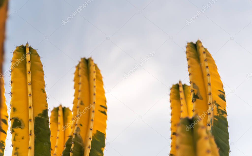 Cereus hildemannianus o Cactus verde y amarillo. Los grandes cactus ...