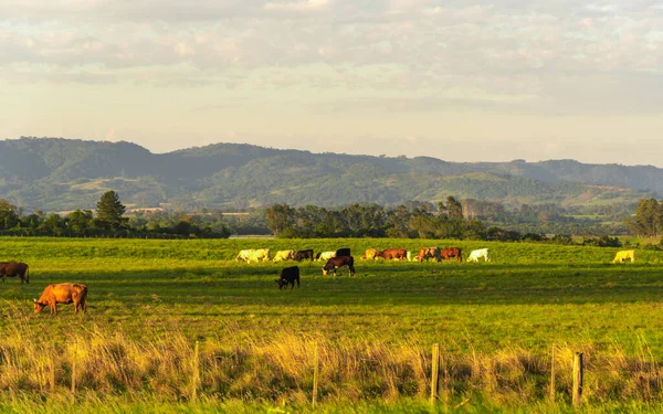 Paisagem Rural Sul Brasil Área Fazendas Onde Criação Gado Ocorre — Fotografia de Stock