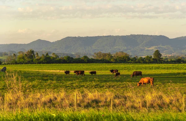 Rural Landscape Southern Brazil Area Farms Cattle Breeding Takes Place — Stock Photo, Image