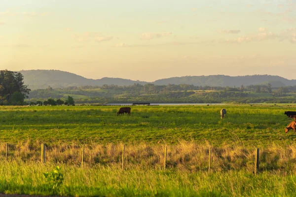 Paisagem Rural Sul Brasil Área Fazendas Onde Criação Gado Ocorre — Fotografia de Stock