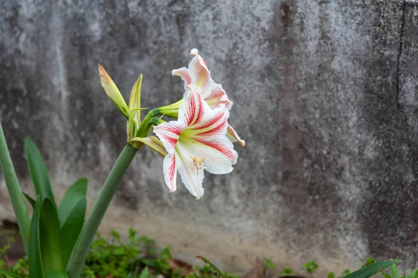 Lilienblüte Die Lilie Ist Der Name Der Blüten Der Gattung — Stockfoto