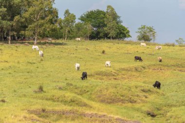 Brezilya 'nın güneyindeki Rio Grande do Sul eyaletinde geniş çaplı sığır yetiştirmenin uygulandığı kırsal alan. Ulusal sürünün büyük çoğunluğunun yoğun olduğu eyalet kampanyası..