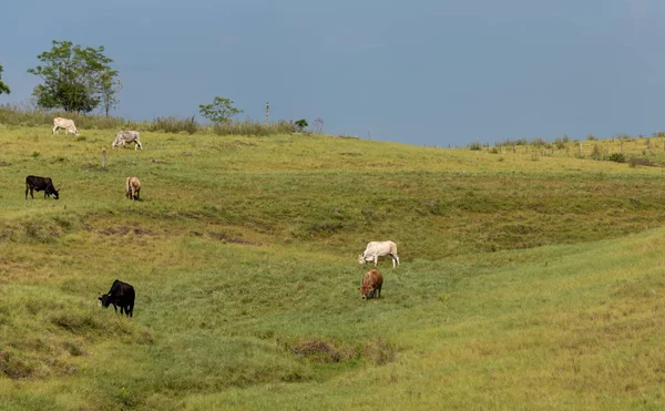 Rural Landscape Extensive Cattle Raising Practiced Southern Brazil State Rio — Stock Photo, Image