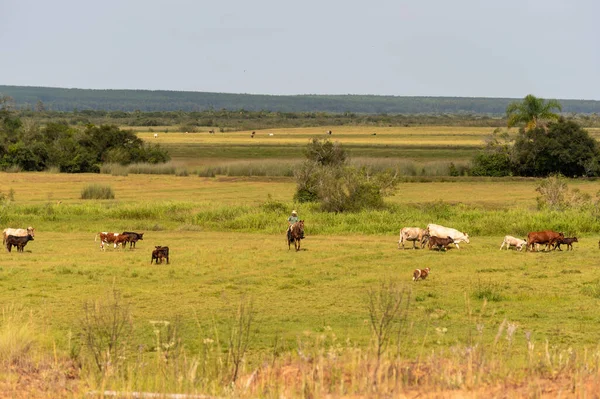 Paesaggio Rurale Cui Pratica Allevamento Estensivo Bovini Nel Brasile Meridionale — Foto Stock