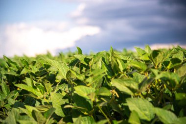 Glicine maksimum bitkiler, soya olarak da bilinir. Dünya çapında büyük ticari ve tarımsal öneme sahip, genetik çeşitliliğe sahip, Magnoliopsida sınıfına dahil bir bitkidir..