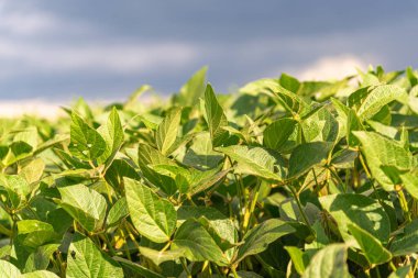 Glicine maksimum bitkiler, soya olarak da bilinir. Dünya çapında büyük ticari ve tarımsal öneme sahip, genetik çeşitliliğe sahip, Magnoliopsida sınıfına dahil bir bitkidir..