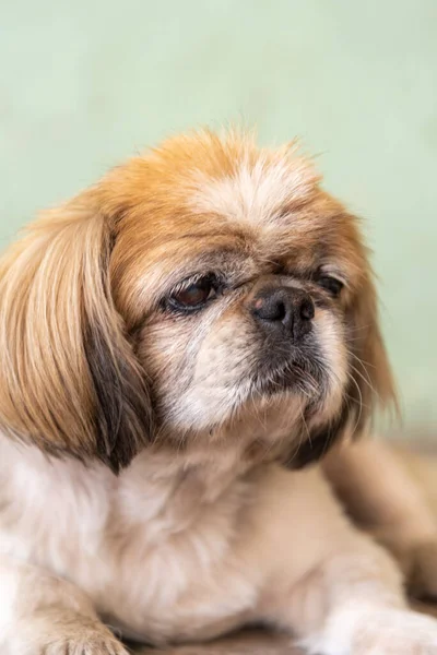 Pekingese breed dog. One of the oldest dog breeds in the world, its origin is surrounded by legends. One of them says that it is the result of the passion between a lion and a small monkey.