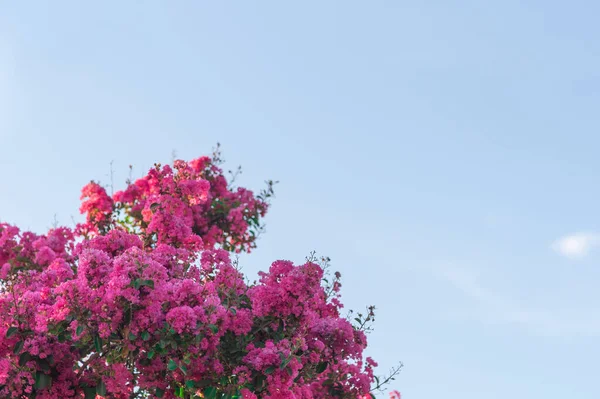 Lagerstroemia indica in bloom. Plant popularly known as extremosa, it is a plant of the family Lythraceae, native to the People\'s Republic of China and India.