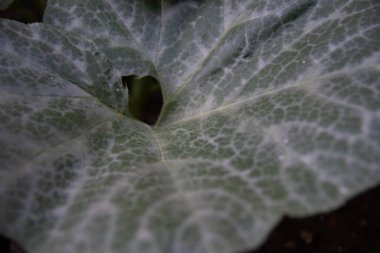 Balkabağı çiftliği ve bahçedeki yapraklar. Geçim çiftçiliği. Kabak yaprakları.