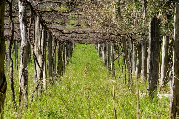 Druvvingårdar Byggda Italienska Invandrare Det Inre Staden Jaguari Brasilien Växter — Stockfoto