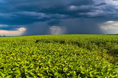 Güney Brezilya 'daki büyük bir soya tarlasının üzerine yağan yağmurlu bulutların görüntüsü. İhracat için tarım ve tahıl ürünleri. Tarım üretim alanları. Fırtına..