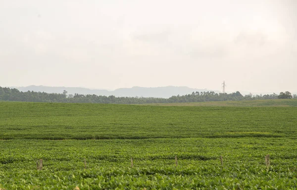 Sojabönsodling Södra Brasilien Ett Skede Som Föregår Blomning Och Spannmålsbildning — Stockfoto