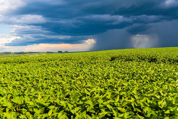 Imagem Nuvens Carregadas Chuva Chegando Sobre Uma Grande Plantação Soja — Fotografia de Stock