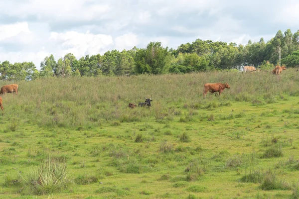 ブラジル南部の広大な牛飼育地域です 自然の斜面の地形上の芝生の上で牛の放牧の頭 牛や経済的搾取 — ストック写真