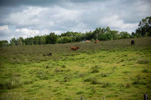 Обширная Территория Выращивания Скота Юге Бразилии Руководители Крупного Рогатого Скота — стоковое фото