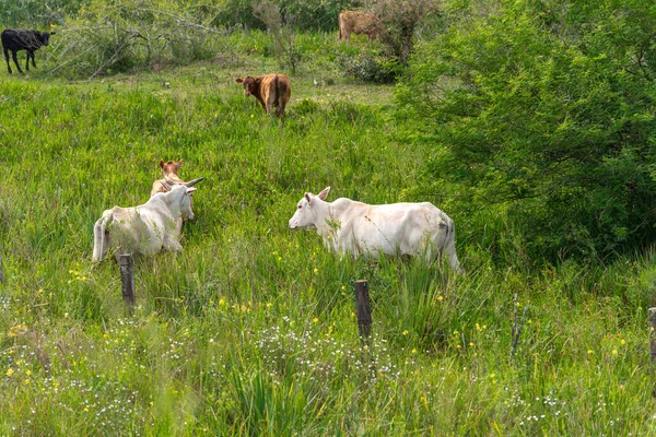 Creation Nelore Brasil Cattle Corresponds East India Ongole Breed Currently — Stock Photo, Image
