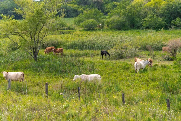 Создание Крупного Рогатого Скота Нелор Бразиль Ост Индии Соответствует Породе — стоковое фото