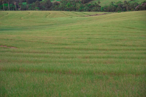 Ländliche Landschaft Landesinneren Der Stadt Jaguari Brasilien Und Die Weideernte — Stockfoto