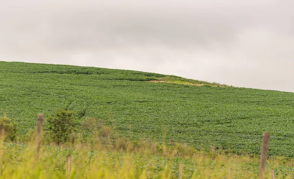 Produktionsfält För Soja Brasilien Soja Viktigaste Jordbruksprodukterna Eftersom Den Den — Stockfoto