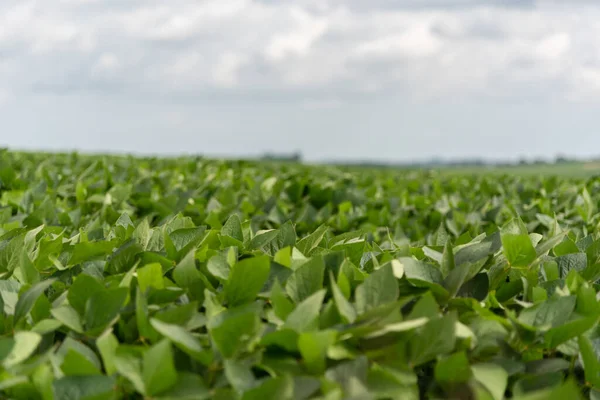 Brezilya 'nın iç kesimindeki So Vicente do Sul meydanındaki bir bank. Halk meydanı. Yerel halk için dinlenme ve rahatlama ortamı