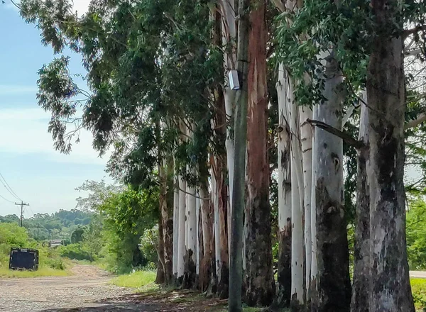 Een Onverharde Weg Naast Een Dam Van Eucalyptusbomen Naast Een — Stockfoto