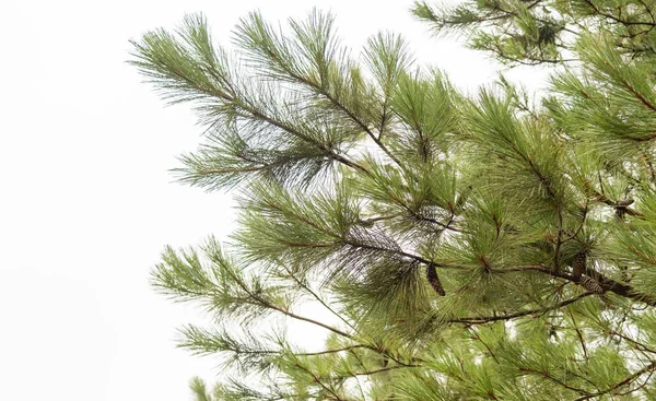 Pinus elliottii is a species of pine. It is part of the group of pine species with a distribution area in Canada and the United States of America.