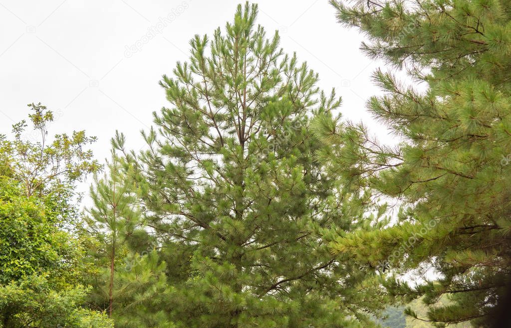 Pinus elliottii es una especie de pino de la familia Mordellidae. Es