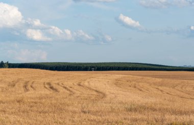 Güney Brezilya 'da tarlaların ekilmemesi tekniğinde soya fasulyesi ekilmeye hazır çim tarlası. Hassas tarım..