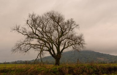 Bulutlu bir günde yapraklı bir ağaç ve yoğun bir sertifikası var. Arka planda, sertifikayla kaplı, bir dağ. Güney Brezilya 'da kırsal alan.