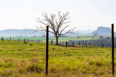 Brezilya, Uruguay ve Arjantin sınırlarındaki Güney Amerika pampalarının kırsal arazisi. Pampa biyomunun görsel özellikleri. Doğa ve Turizm.