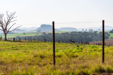 Brezilya, Uruguay ve Arjantin sınırlarındaki Güney Amerika pampalarının kırsal arazisi. Pampa biyomunun görsel özellikleri. Doğa ve Turizm.