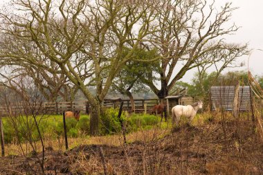 Üç atın kış sabahı ahırda otladığı kırsal bir yer. Çizgisiz dallarla dolu yapraklı ağaçlar küçük bir kırsal arazide ortaya çıkar.