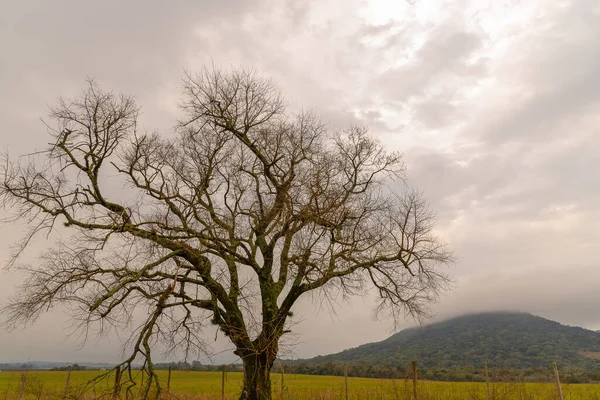 Árbol Frondoso Día Nublado Cierre Intenso Fondo Cubierto Por Cierre — Foto de Stock