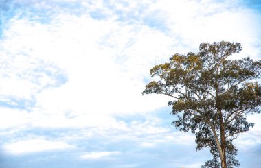 Güney Brezilya 'da öğleden sonra bulutların renkleri ve siluetleri. Günbatımında Güney Amerika 'da kış manzarası. Bir ağacın kontrastı ve ufkun renkleri ile gün batımı.