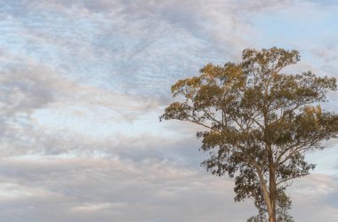 Güney Brezilya 'da öğleden sonra bulutların renkleri ve siluetleri. Günbatımında Güney Amerika 'da kış manzarası. Bir ağacın kontrastı ve ufkun renkleri ile gün batımı.