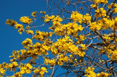 Bahar mevsiminde tabebuia ip ağacının sarı çiçekleri ve cilt bakımı. Brezilya 'nın ulusal çiçek sembolü. Mobilya imalatında yaygın olarak kullanılan ahşap botanik numunesi..