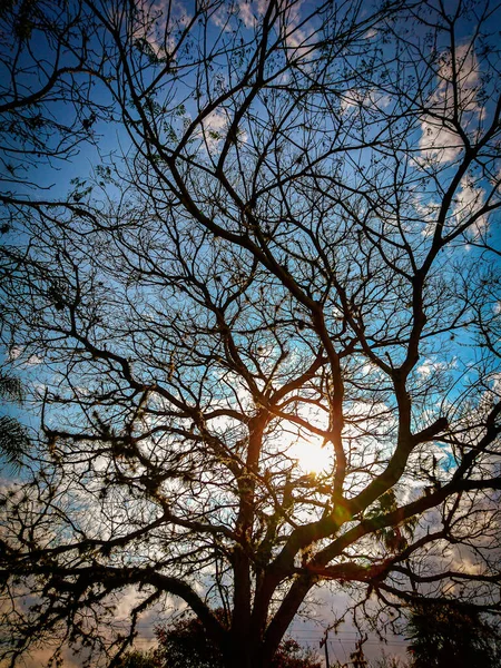 Дерево Биоме Пампы Интерьере Штата Риу Бранди Сул Бразилия Ботаника — стоковое фото