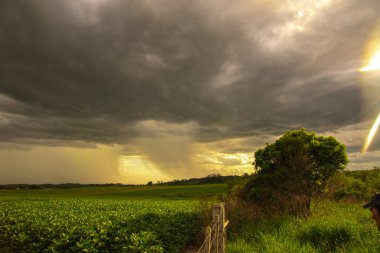 A tropical summer storm that hits a soybean farm for human consumption. Agriculture area in southern Brazil. Grain production for export. Agribusiness. clipart