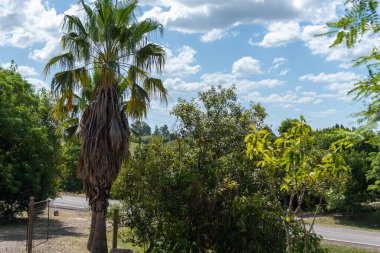 Güney Brezilya 'da federal otoyolun kenarındaki kırsal alan. Bir palmiye ağacı ve arkasında yağmur bulutları olan mavi gökyüzü..